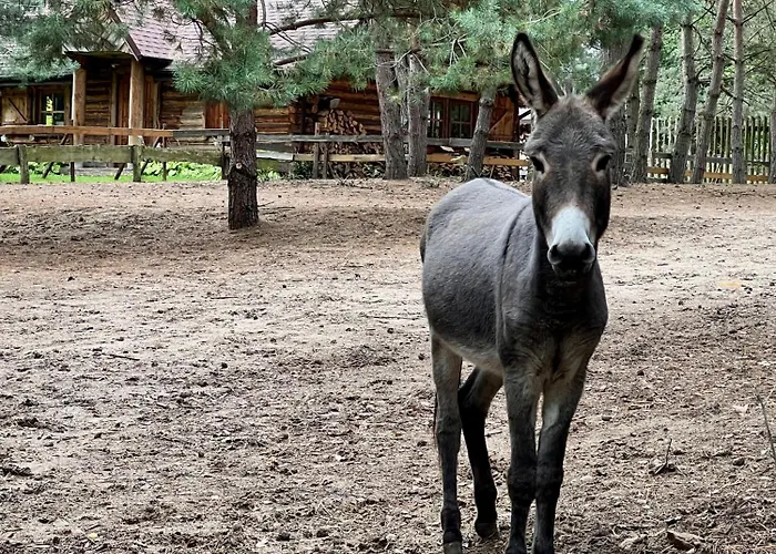 Lavenda Z Widokiem Na Rzeke - Basen, Jacuzzi, Sauna - Magiczny Ogrod - 0,5ha Prywatnej Przestrzeni בקתה *